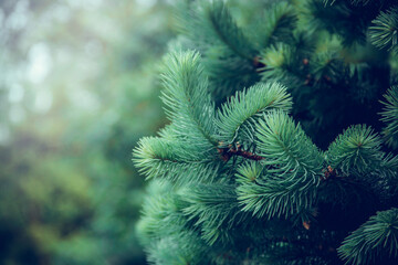 Natural background with spruce branches. Young spruce branch