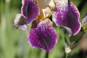 violette iris