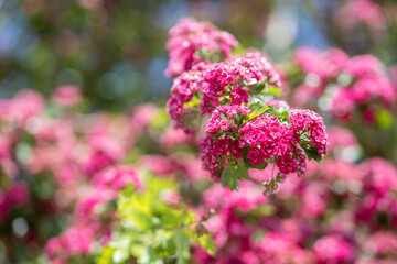 Obraz premium Pinkfarbene Rotdorn Blüten