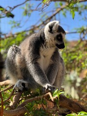 lemur on tree
