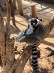 ring lemur catta
