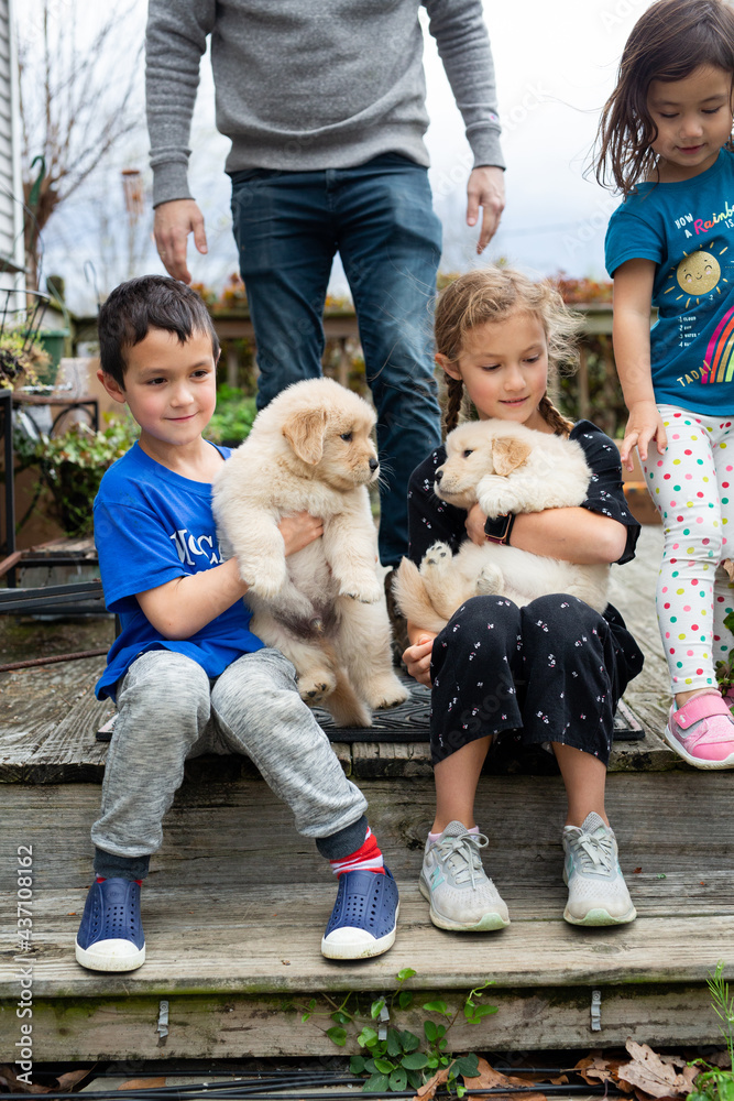 Wall mural children playing with golden retriever puppies