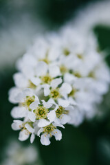 Beautiful blossoming Bird Cherry flowers known as Prunus padus, hackberry, hagberry or Mayday tree.