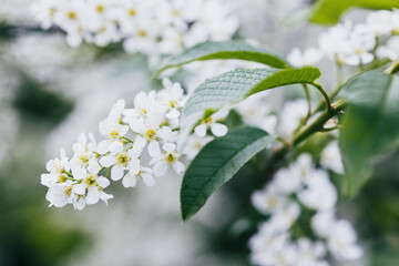 Beautiful blossoming Bird Cherry flowers known as Prunus padus, hackberry, hagberry or Mayday tree.