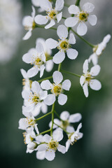 Beautiful blossoming Bird Cherry flowers known as Prunus padus, hackberry, hagberry or Mayday tree.