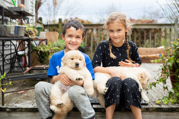Boy and Girl Playing with Golden Retriever Puppies