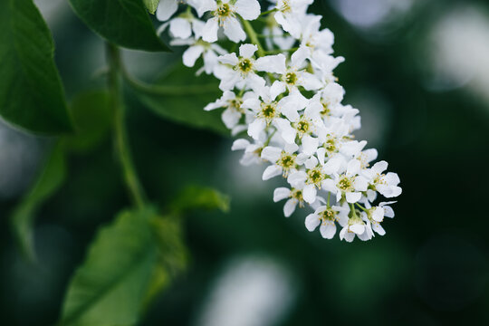 Beautiful blossoming Bird Cherry flowers known as Prunus padus, hackberry, hagberry or Mayday tree.