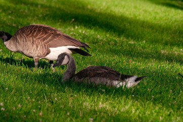 country goose on the grass