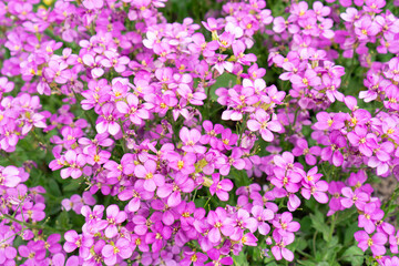 Aubrieta small violet or purple flowers. Spring floral background.
