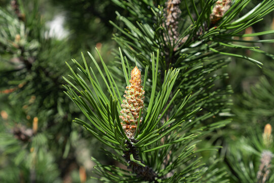 Pine tree twig close up with long needles and young cones. Natural green coniferous background.
