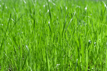 Fototapeta na wymiar Fresh young green grass texture. Natural background. Selective focus.