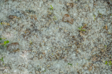 Cottonwood seeds on the ground