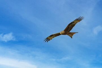 Ein Roter Milan wird auch Roter Adler genannt