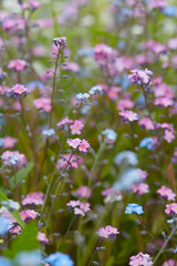 forget me not flowers, assortment of color - pink,blue and white