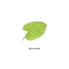 Burdok Green Leaf  Isolated Drawing Vector Illustration  