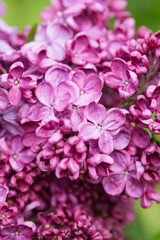 Naklejka na ściany i meble beautiful lilac flowers in a spring garden