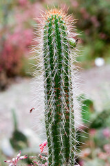 cactus 2 in the ecuadorian highlands