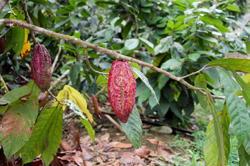 cocoa seed in the jungle