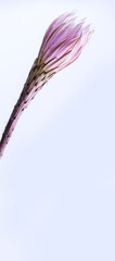 Obraz na płótnie Canvas Echinopsis oxygona