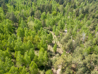 Green forest in spring. Aerial drone view.