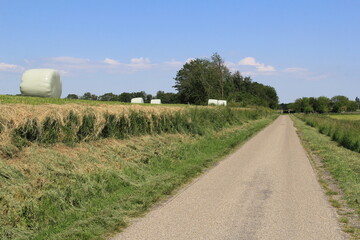 Fototapeta premium a dutch polder landscape in springtime with a grassland with round hay bales along the road in springtime and a blue sky
