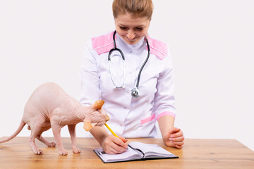 Veterinarian checking microchip implant under sphinx cat skin in vet clinic waiting a scanner...