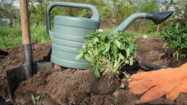 Seedling a tomato before planting in an open ground in the garden. Nearby is a garden watering can, a shovel, a hoe and gloves for work