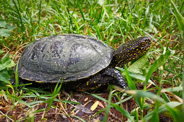 The European pond turtle (Emys orbicularis) on the grass