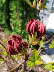 unopened inflorescences of red Azalea with big petals close up on the background of Larix kaempferi...