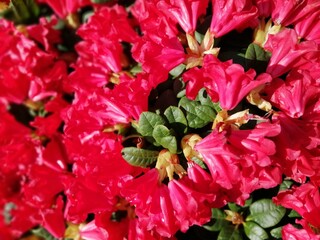 extremely beautiful and colorful creeping blooming red Rhododendron Scarlet Wonder with huge bell-shaped flowers.floral background 