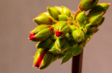 red and green plant