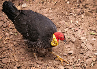 australisches Buschhuhn scharrt im Boden mit den großen Füßen, alectura lathami