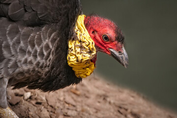 australisches Buschhuhn als Portrait, alectura lathami
