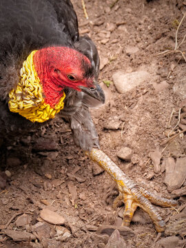 australisches Buschhuhn scharrt im Boden mit den gro&szlig;en F&uuml;&szlig;en, alectura lathami