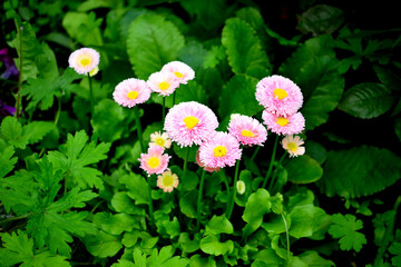 pink daisies on a flower bed as a texture for the background