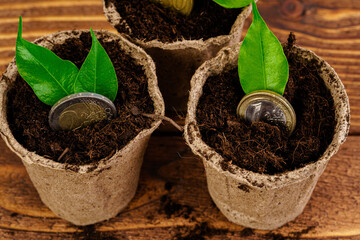 Coins stack of money and growing plant, financial concept