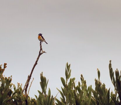 Small African Stonechat Standing On A Twig Against The Grey Sky With Bushes Framing The Bottom Of The Picture. Landscape Photography Of Bird In Coastal Area With Desaturated Colors And Copy Space