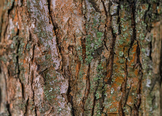The texture of the bark of an old apple tree, background.