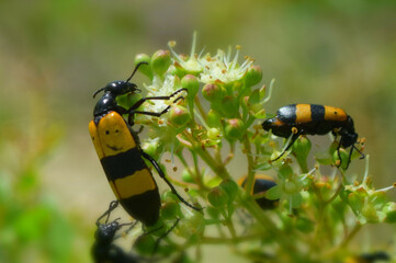 close up of wild insect on flowers. animal bug flora bloom outdoors, ladybug macro nature plant...