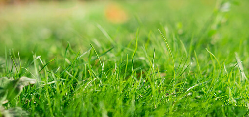 Beautiful blurred background with grass. Summer grass photo