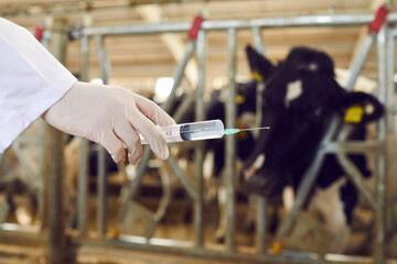 Doctor veterinarian hand in uniform and protective glove holding syringe with vaccine for cows vaccination on animal farm, close-up, selective focus. Agriculture and modern cow farm concept