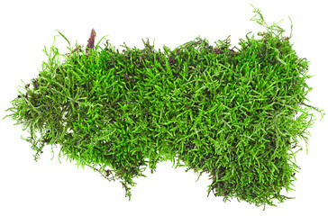 Top view of green forest moss isolated on a white background