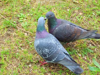 ハトの求愛行動からの交尾 2/5