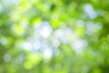 Obraz premium abstract blurred green background. design concepts