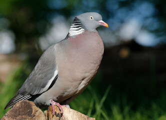 Wood Pigeon