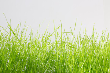 Green lawn grass on a light gray background