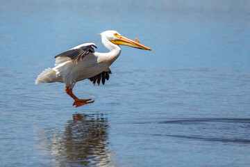 Fototapeta na wymiar American White Pelican in Graceful Flight Prepares for an Awkward Landing