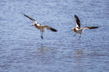 Pair of American Avocets in Flight Over Malheur Pond
