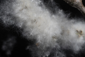 White fluffy cotton from a cottonwood tree. - obrazy, fototapety, plakaty