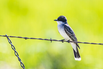 Eastern Kingbird on Barbed Wire Fence at Malheur NWR